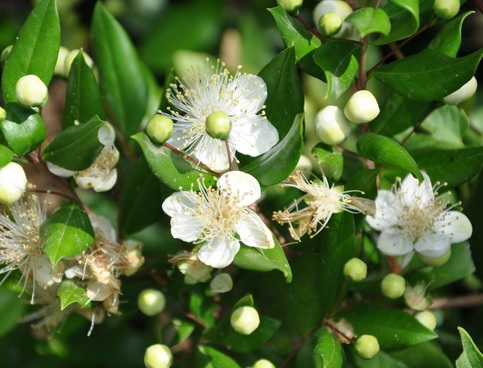 mirto in fiore